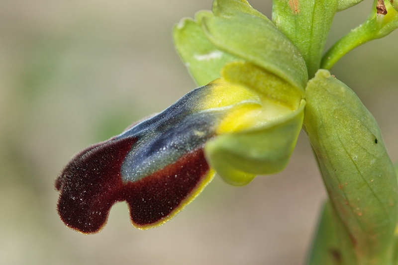 Orchids from Malta